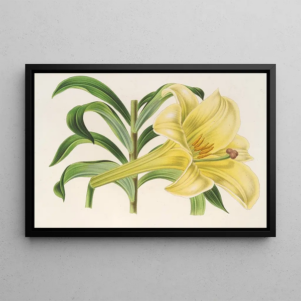 Lilium neilgherricum - Charles Antoine Lemaire — framed artwork on a wall