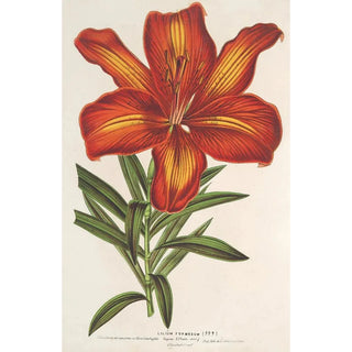 Lilium formosum - Charles Antoine Lemaire — artwork view