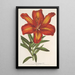 Lilium formosum - Charles Antoine Lemaire — framed artwork on a wall