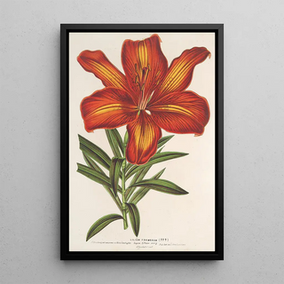 Lilium formosum - Charles Antoine Lemaire — framed artwork on a wall