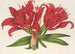 Lilium fulgens Ch Morr var staminosum - Charles Antoine Lemaire — artwork view