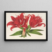 Lilium fulgens Ch Morr var staminosum - Charles Antoine Lemaire — framed artwork on a wall