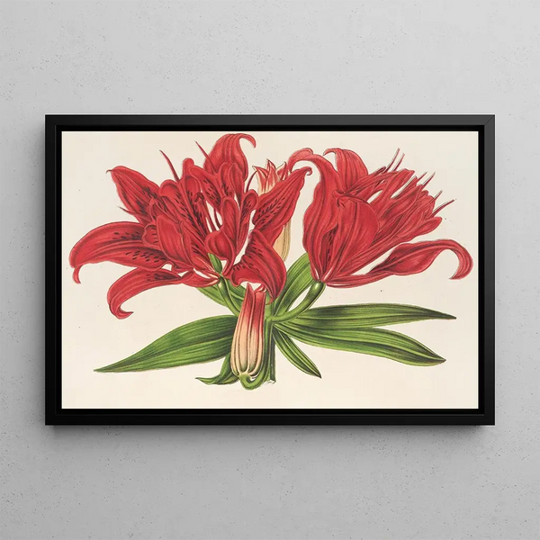 Lilium fulgens Ch Morr var staminosum - Charles Antoine Lemaire — framed artwork on a wall