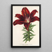 Reproduction of the painting Lilium haematochroum hybridum - Charles Antoine Lemaire