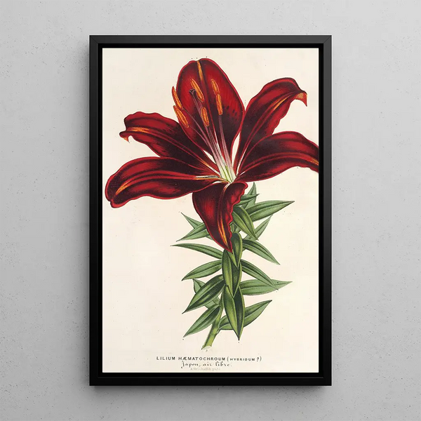 Reproduction of the painting Lilium haematochroum hybridum - Charles Antoine Lemaire