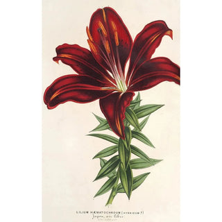 Reproduction of the painting Lilium haematochroum hybridum - Charles Antoine Lemaire