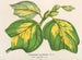 Liriodendron tulipifera - Charles Antoine Lemaire — artwork view