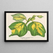 Liriodendron tulipifera - Charles Antoine Lemaire — framed artwork on a wall