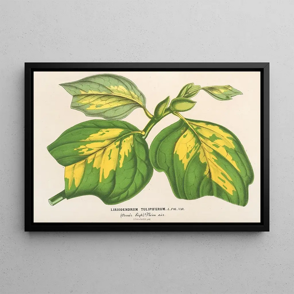 Liriodendron tulipifera - Charles Antoine Lemaire — framed artwork on a wall