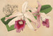 Lélia purpurata var. Nelisii - Charles Antoine Lemaire — artwork view