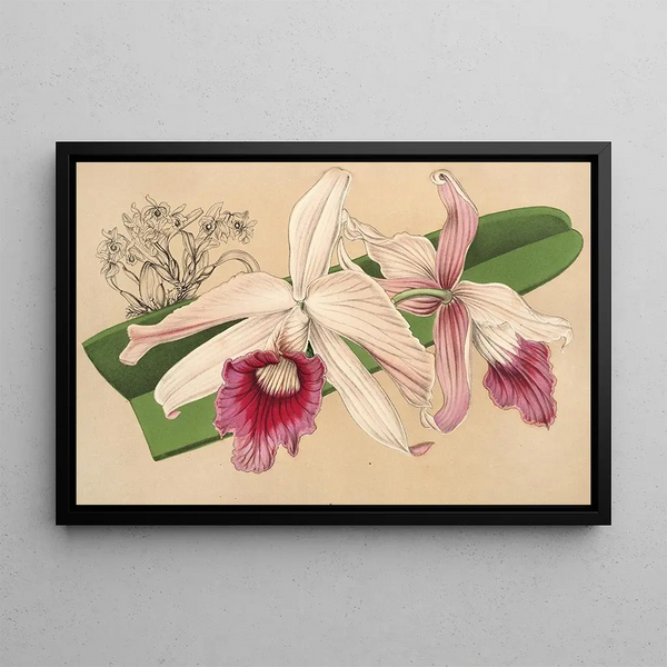 Lélia purpurata var. Nelisii - Charles Antoine Lemaire — framed artwork on a wall