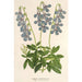 Lobelia coronopifolia - Charles Antoine Lemaire — artwork view