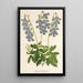 Lobelia coronopifolia - Charles Antoine Lemaire — framed artwork on a wall