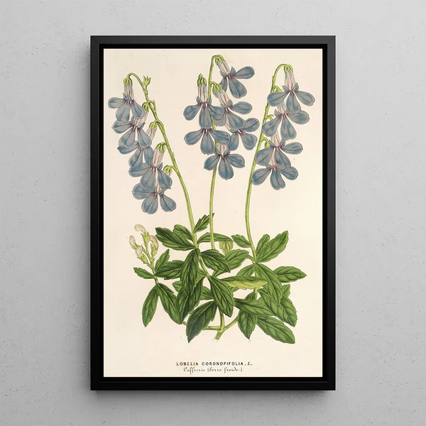 Lobelia coronopifolia - Charles Antoine Lemaire — framed artwork on a wall