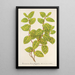 Reproduction of the painting Lonicera brachypoda var fol aureovariegatis - Charles Antoine Lemaire