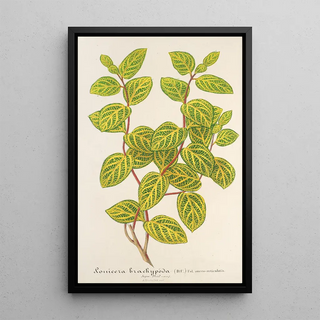 Reproduction of the painting Lonicera brachypoda var fol aureovariegatis - Charles Antoine Lemaire