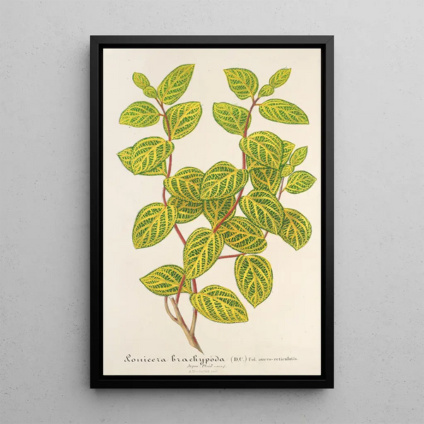Reproduction of the painting Lonicera brachypoda var fol aureovariegatis - Charles Antoine Lemaire