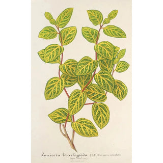 Reproduction of the painting Lonicera brachypoda var fol aureovariegatis - Charles Antoine Lemaire