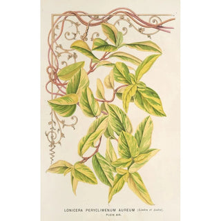 Lonicera periclymenum aureum - Charles Antoine Lemaire — artwork view