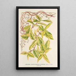Lonicera periclymenum aureum - Charles Antoine Lemaire — framed artwork on a wall
