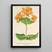Reproduction of the painting Lonicera sempervirens Plantierensis - Charles Antoine Lemaire