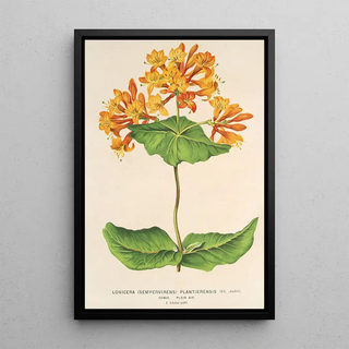 Reproduction of the painting Lonicera sempervirens Plantierensis - Charles Antoine Lemaire