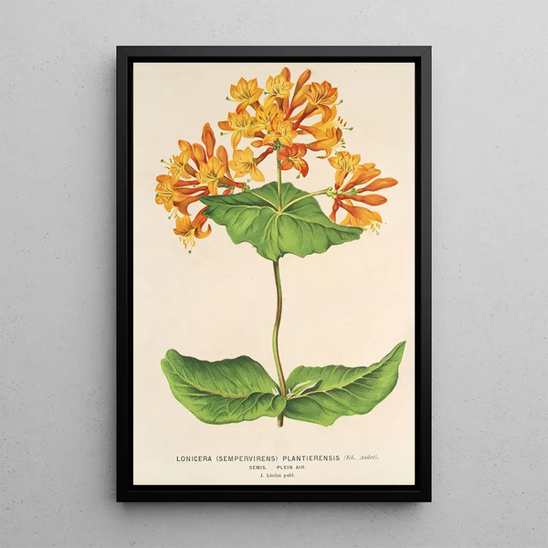 Reproduction of the painting Lonicera sempervirens Plantierensis - Charles Antoine Lemaire