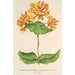 Reproduction of the painting Lonicera sempervirens Plantierensis - Charles Antoine Lemaire