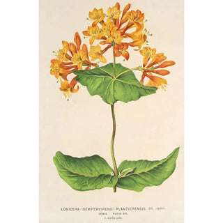 Reproduction of the painting Lonicera sempervirens Plantierensis - Charles Antoine Lemaire