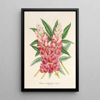 Reproduction of the painting Lupinus insignis hybridus - Charles Antoine Lemaire
