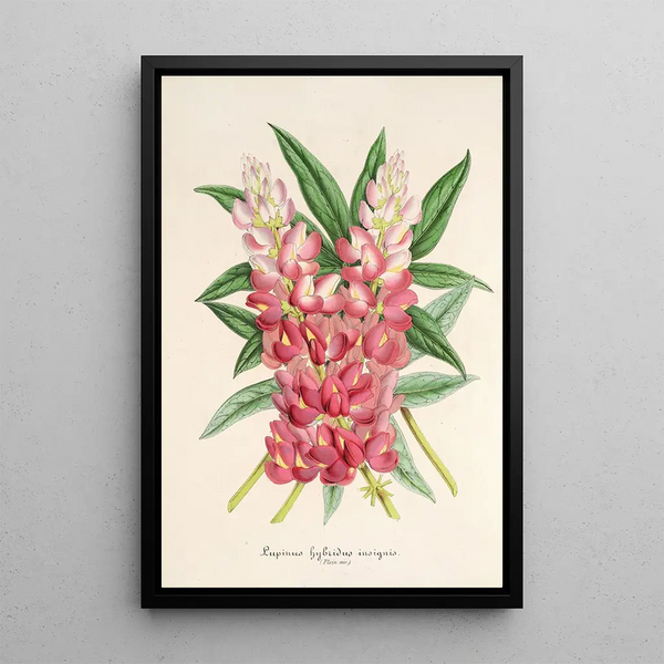 Reproduction of the painting Lupinus insignis hybridus - Charles Antoine Lemaire