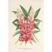 Reproduction of the painting Lupinus insignis hybridus - Charles Antoine Lemaire