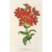 Lychnis Haagena - Charles Antoine Lemaire — artwork view