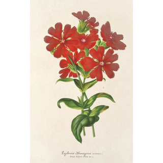 Lychnis Haagena - Charles Antoine Lemaire — artwork view