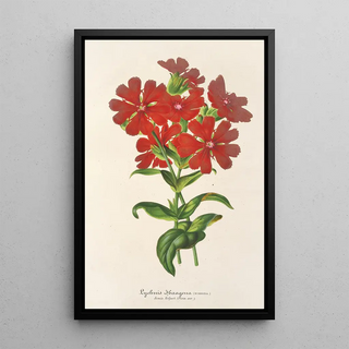 Lychnis Haagena - Charles Antoine Lemaire — framed artwork on a wall