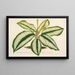 Maranta Baraquinii - Charles Antoine Lemaire — framed artwork on a wall