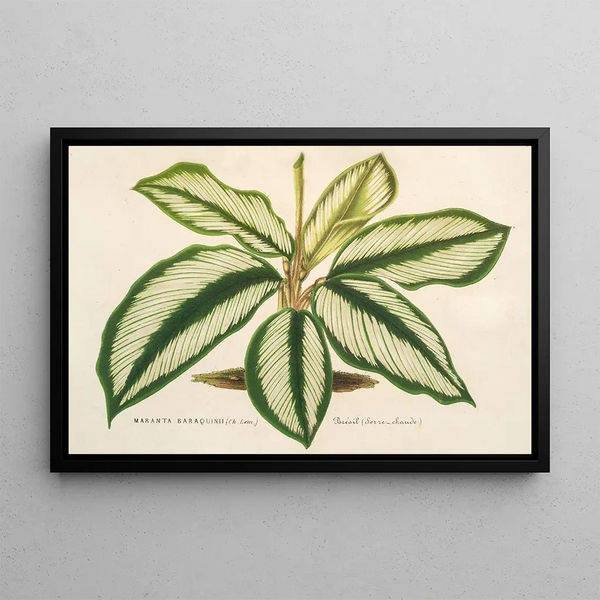 Maranta Baraquinii - Charles Antoine Lemaire — framed artwork on a wall