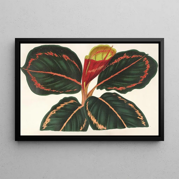 Maranta Roseo-Picta - Charles Antoine Lemaire — framed artwork on a wall