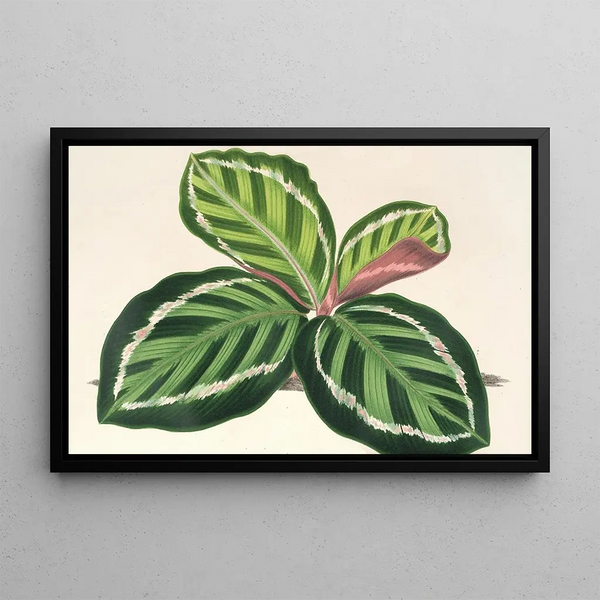 Maranta illustris - Charles Antoine Lemaire — framed artwork on a wall