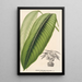 Maranta smaragdina - Charles Antoine Lemaire — artwork view