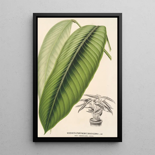 Maranta smaragdina - Charles Antoine Lemaire — artwork view