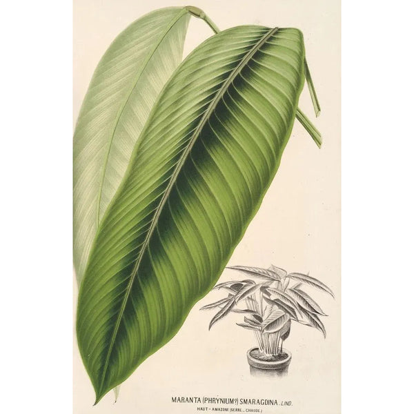 Maranta smaragdina - Charles Antoine Lemaire — framed artwork on a wall