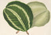 Maranta virginalis - Charles Antoine Lemaire — artwork view
