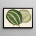Maranta virginalis - Charles Antoine Lemaire — framed artwork on a wall