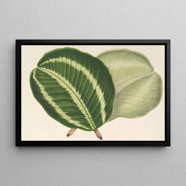Maranta virginalis - Charles Antoine Lemaire — framed artwork on a wall