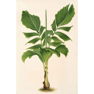 Martinezia Lindeniana - Charles Antoine Lemaire — artwork view