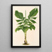 Martinezia Lindeniana - Charles Antoine Lemaire — framed artwork on a wall