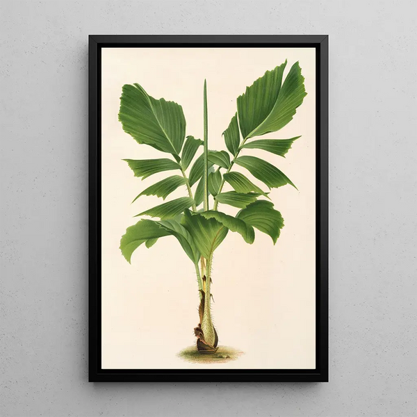 Martinezia Lindeniana - Charles Antoine Lemaire — framed artwork on a wall