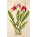 Masdevallia Lindeni - Charles Antoine Lemaire — artwork view