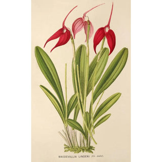 Masdevallia Lindeni - Charles Antoine Lemaire — artwork view